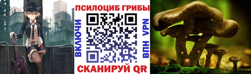 Купить где  Сурск  Галлюциногенные грибы Psilocybine cubensis 